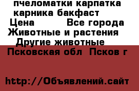 пчеломатки карпатка карника бакфаст F-1 › Цена ­ 800 - Все города Животные и растения » Другие животные   . Псковская обл.,Псков г.